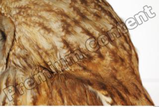 Tawny owl - Strix aluco 0018